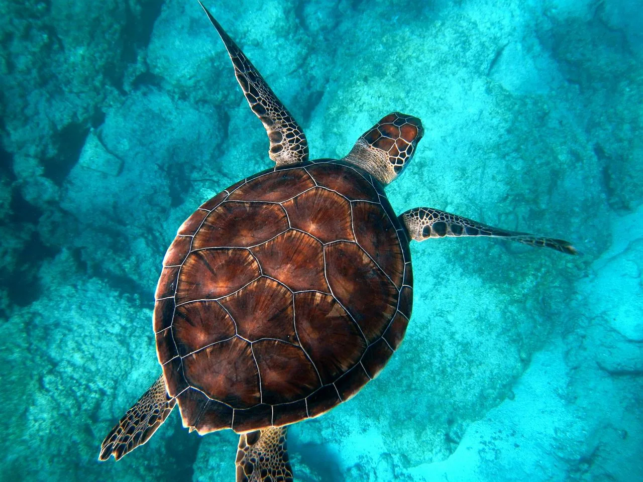 Trump Admin Proposes Offshore Drilling in Decades-Banned CA, FL Waters
